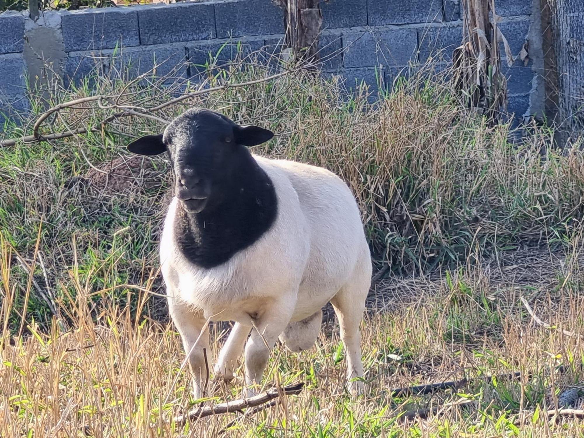 Chacara Aquila Villa São Roque Dış mekan fotoğraf